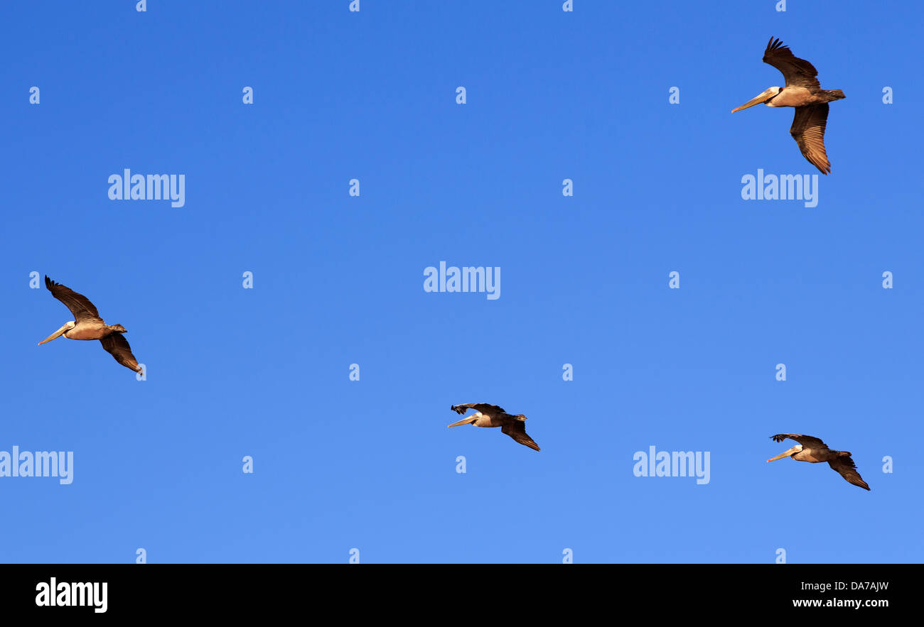 Pelicans in Cabrillo National Monument,San Diego,California,USA,North America Stock Photo