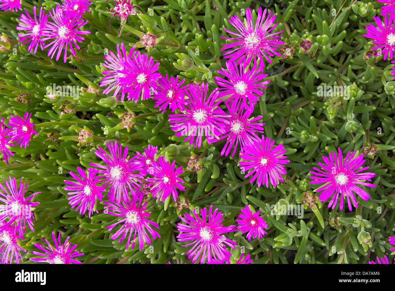 Creeping Shrubby Succulent Ice Plant with Pink Flowers Closeup Stock Photo