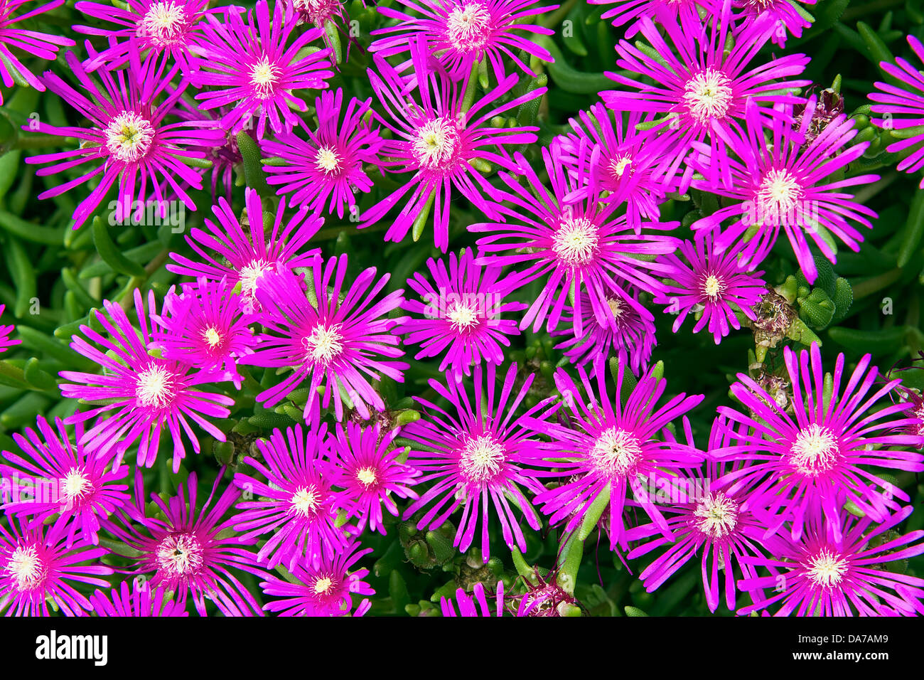 Creeping Shrubby Succulent Ice Plant with Pink Flowers Closeup Macro Stock Photo