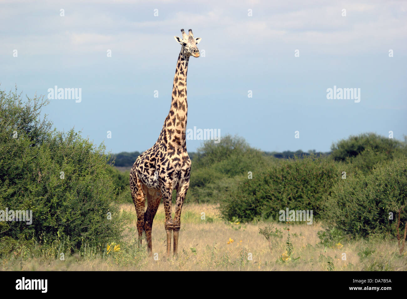 A Giraffe (Giraffa camelopardalis) in Lake Manyara National Park, Tanzania Stock Photo