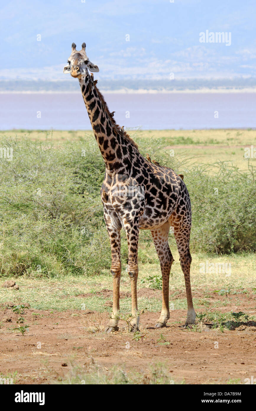 A Giraffe (Giraffa camelopardalis) in Lake Manyara National Park, Tanzania Stock Photo