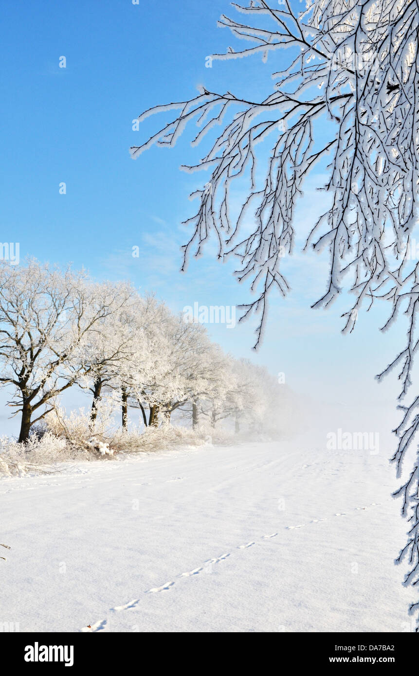 Misty and frosty morning Stock Photo