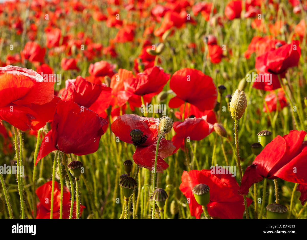 Poppies growing in a field in West Sussex Stock Photo Alamy