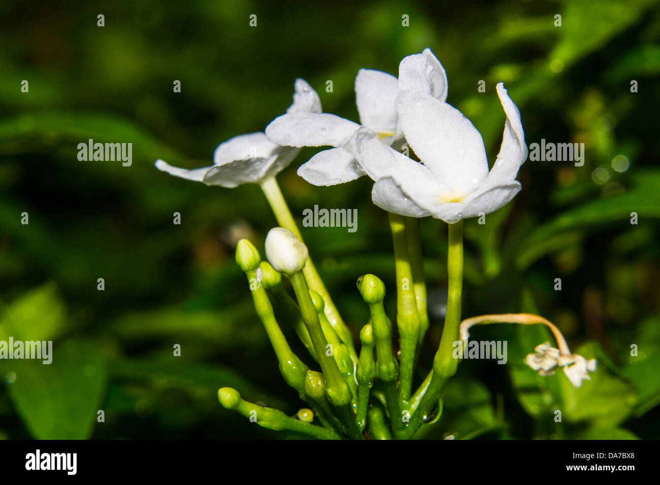 Thai Murraya paniculata Stock Photo