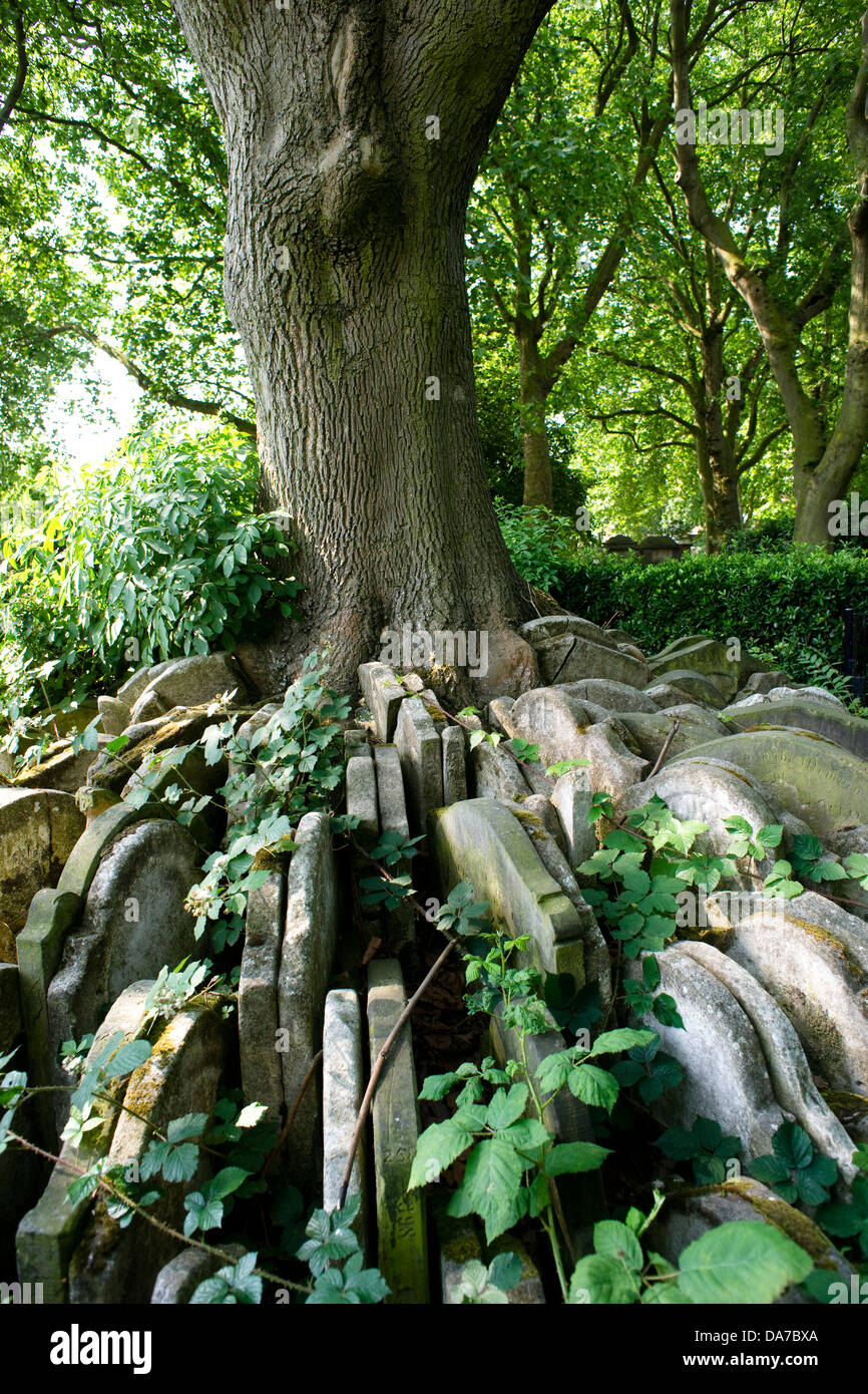 The Hardy Tree Stock Photo Alamy