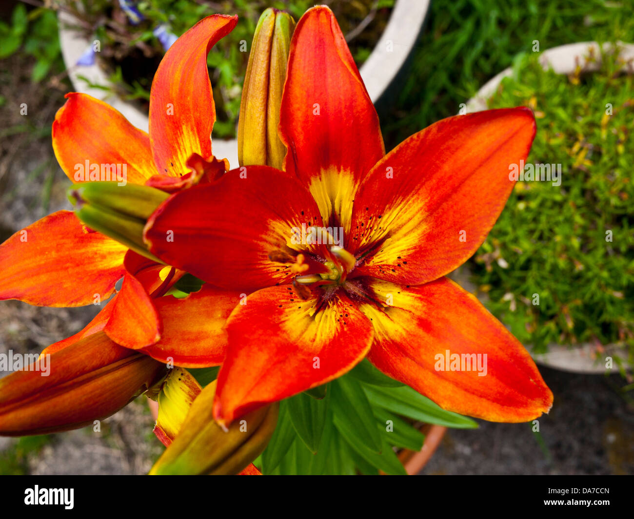 Lilies in pots hires stock photography and images Alamy