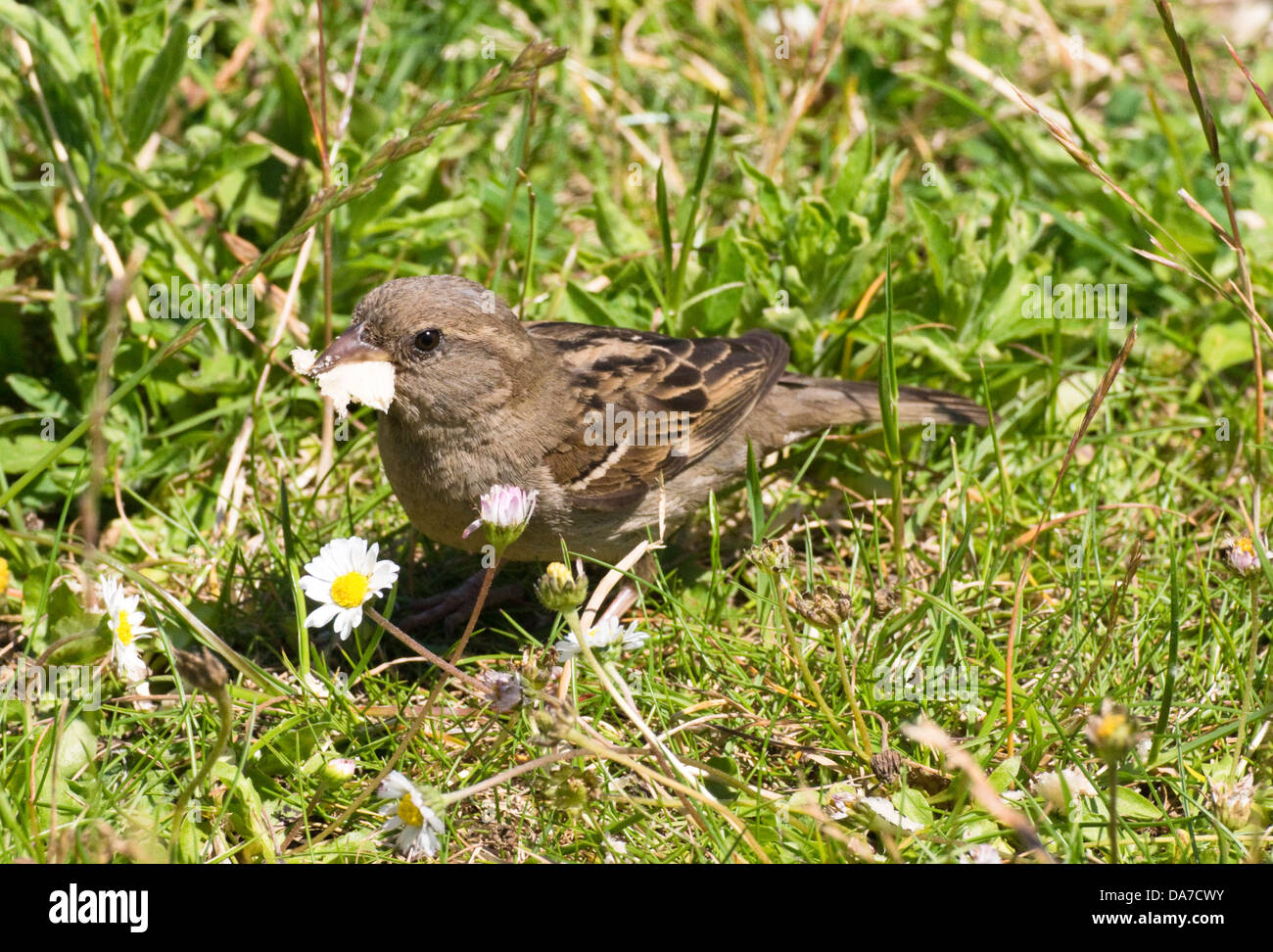 A House Sparrow in the Englsh Countryside Stock Photo