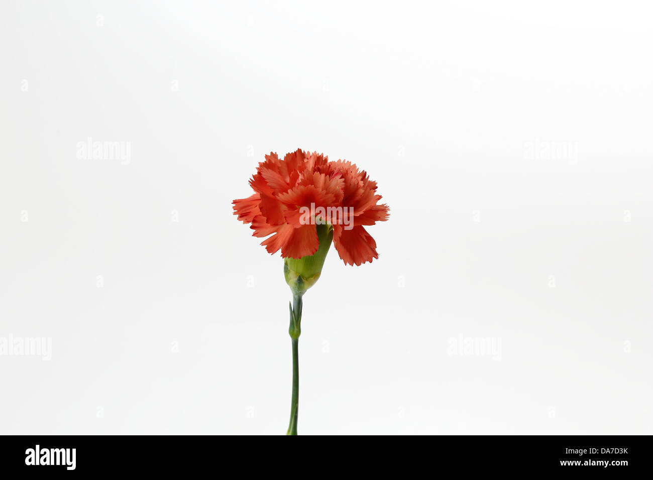 Single Dianthus Pink White background Stock Photo