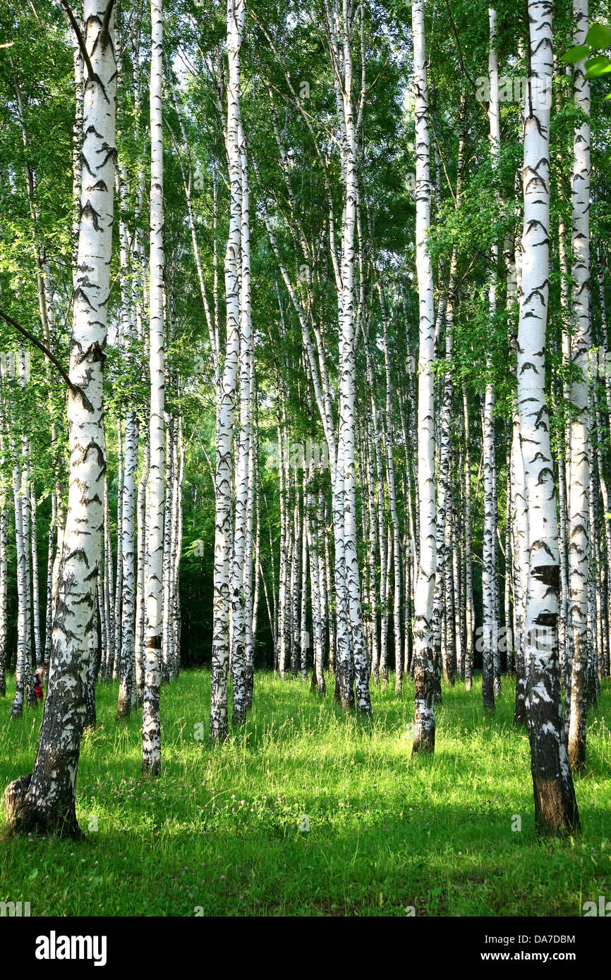 Evening beautiful birch grove in summer Stock Photo