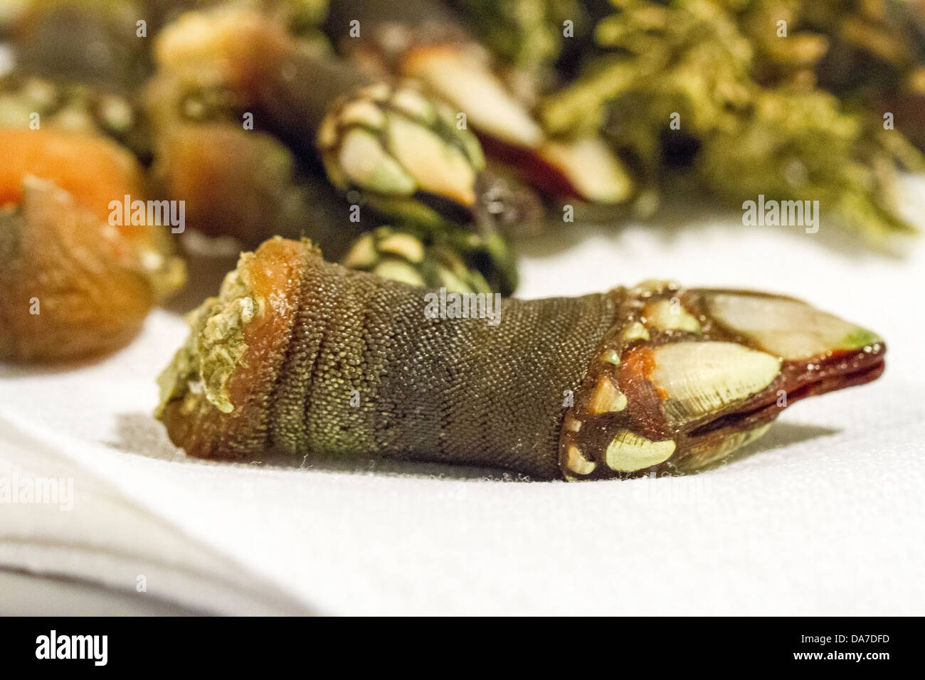 Strange Seafood of Spain Stock Photo