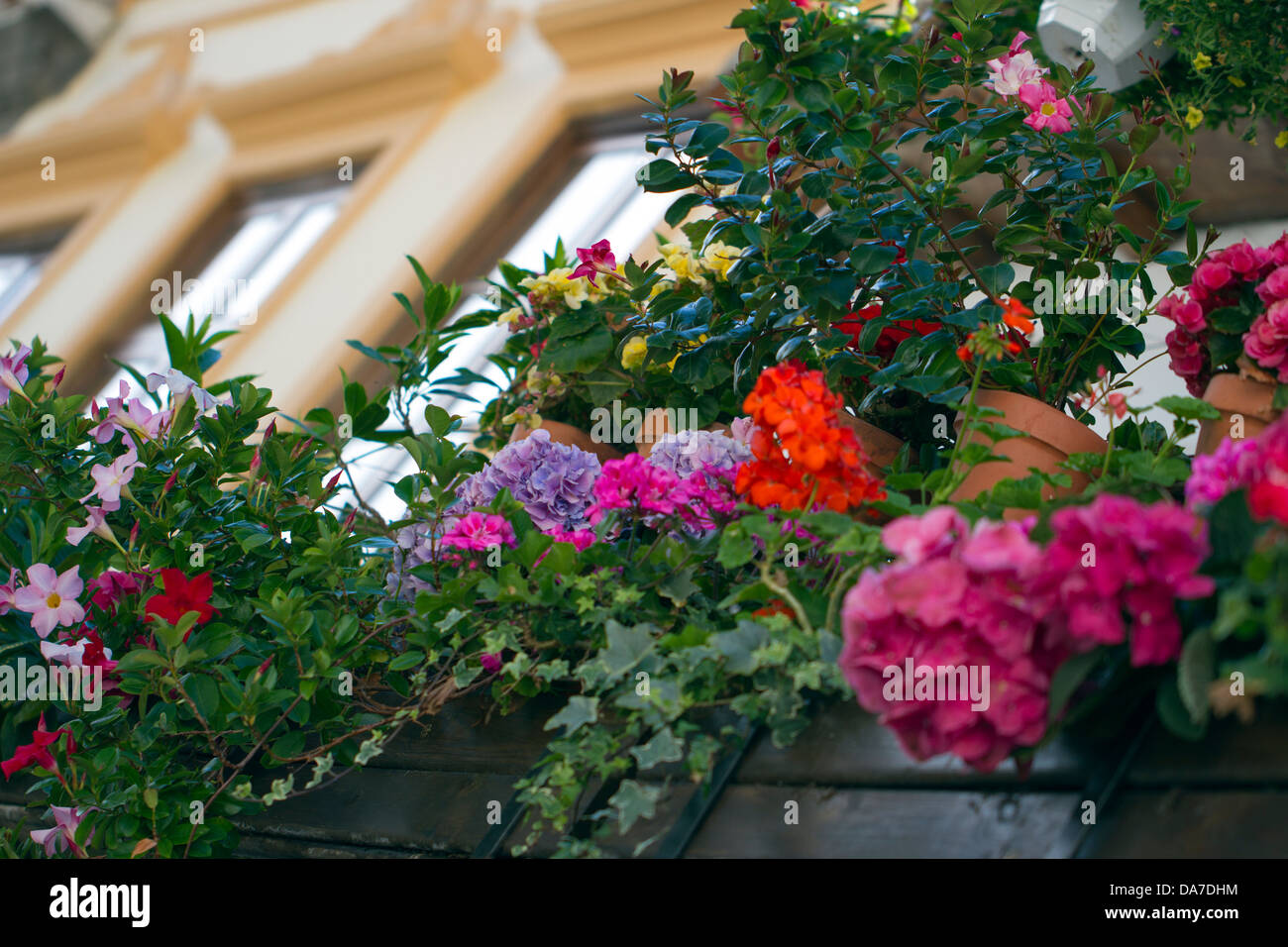 Flowers on a balcony Stock Photo
