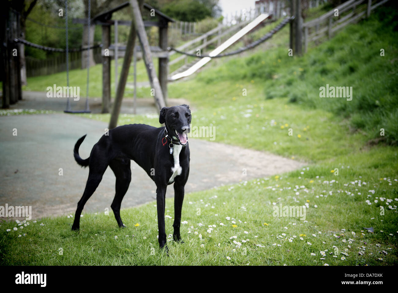 Portrait of a Lurcher Greyhound dog Stock Photo