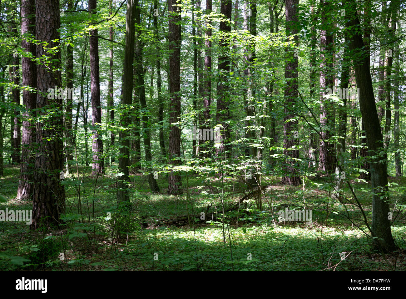 Spring forest in Poland Stock Photo