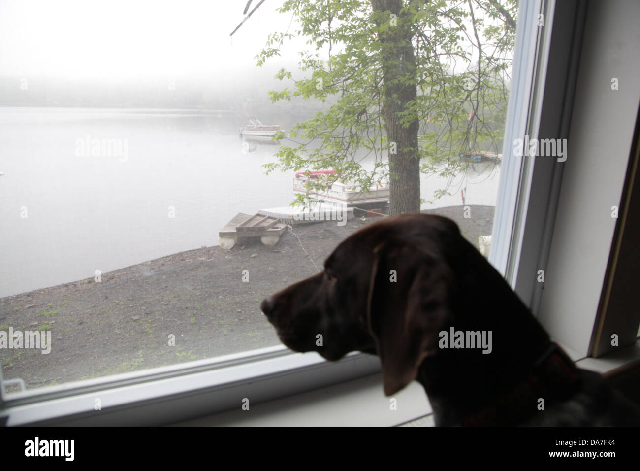Female German Short-Haired Pointer Stock Photo - Alamy