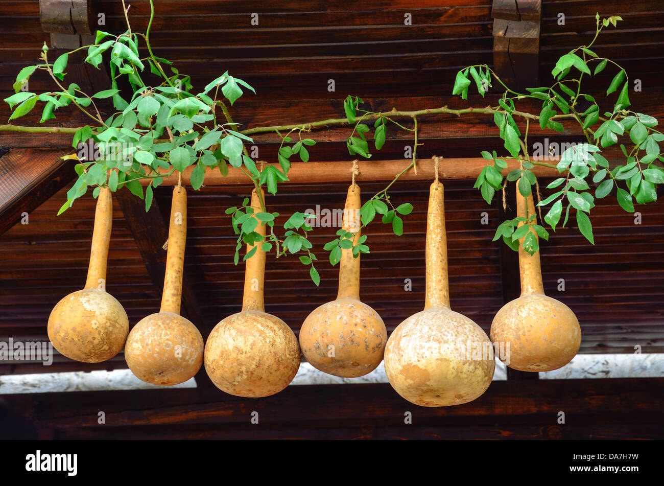 Dried gourds hanging on the beams in a house Stock Photo