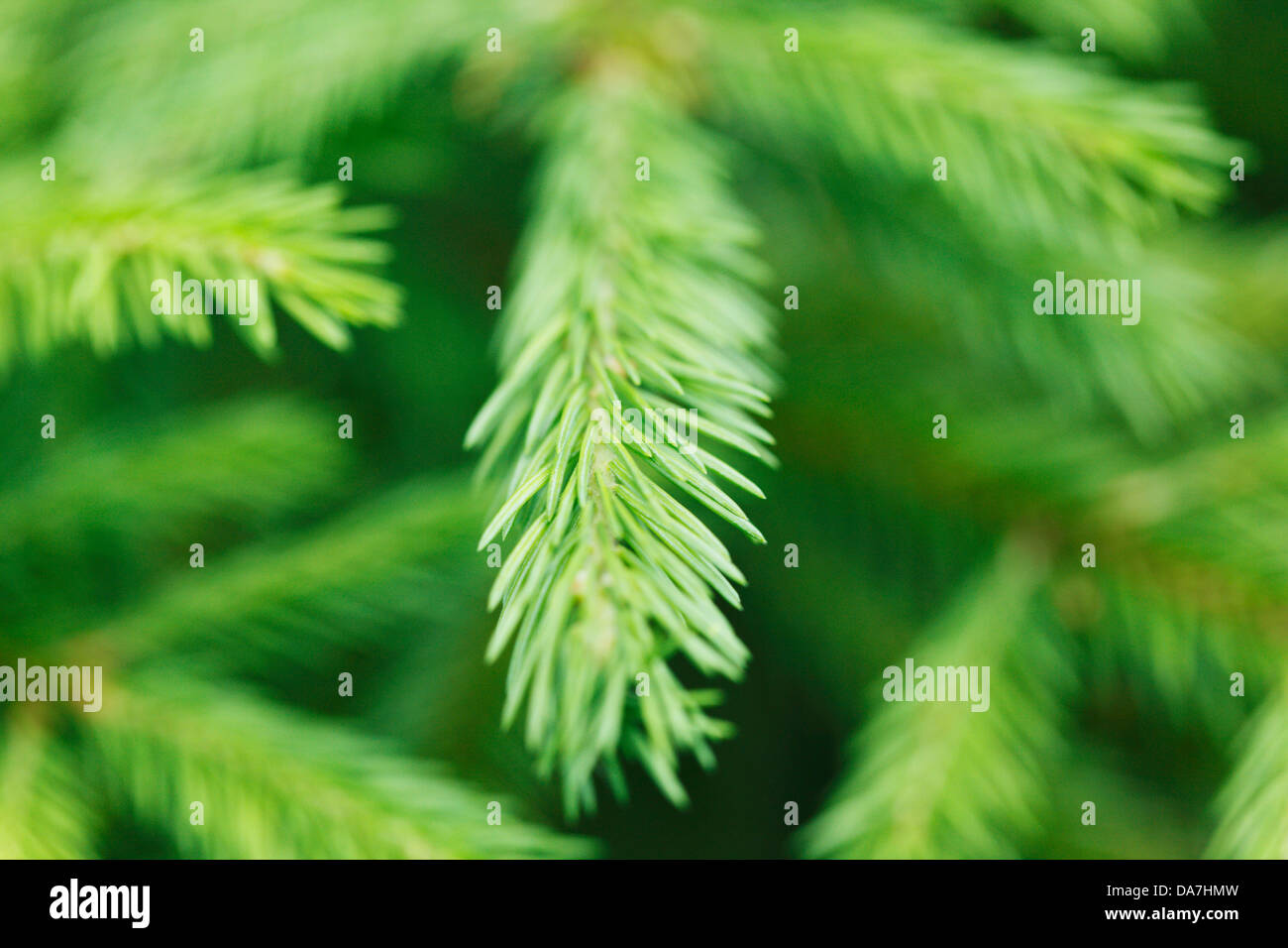 Fir tree branch macro close-up Stock Photo - Alamy