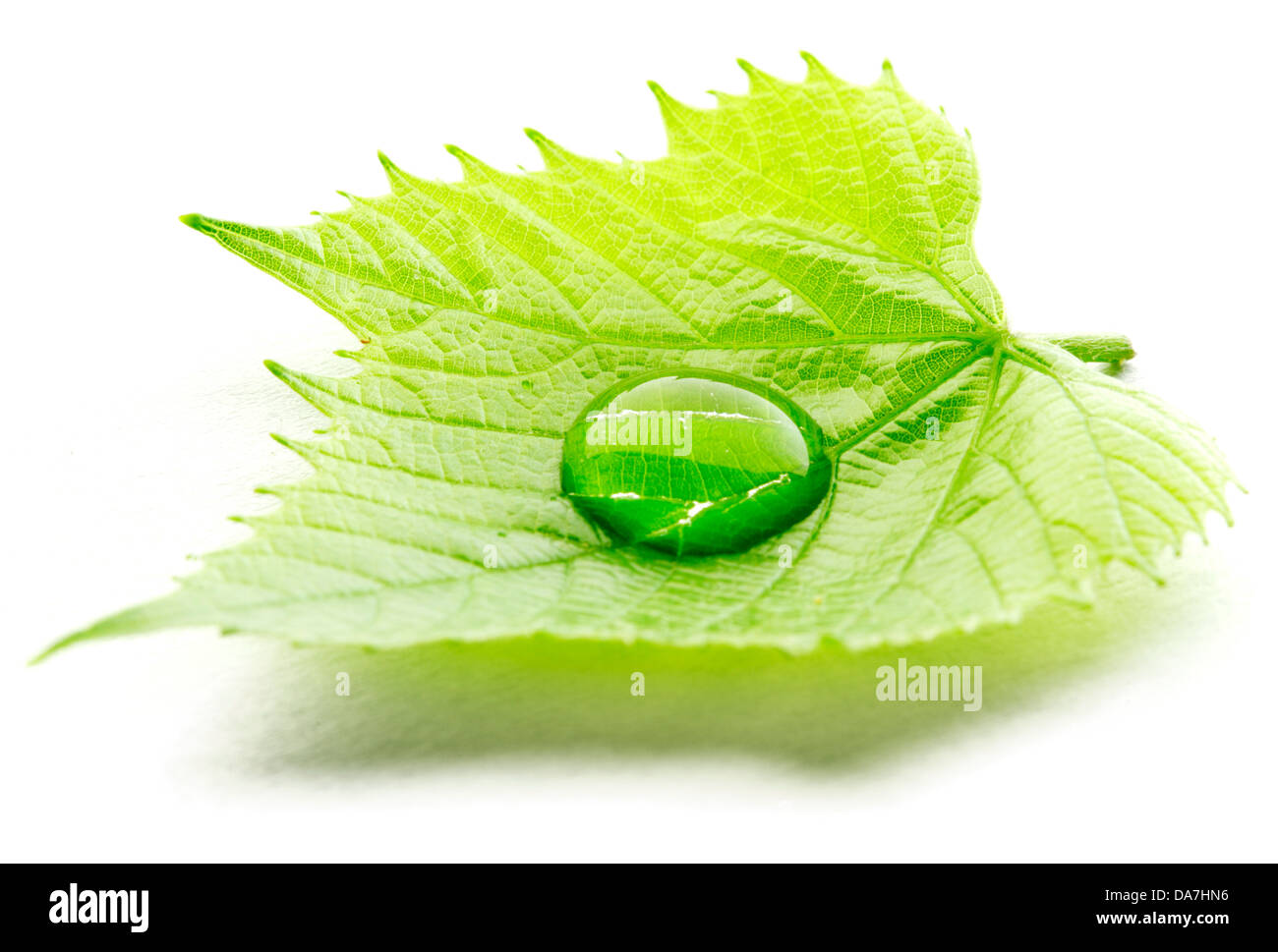 Water drop on leaf isolated on white background macro Stock Photo - Alamy