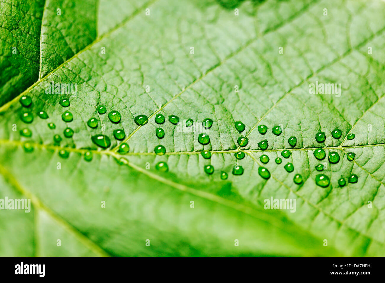 Green leaf with drops of water shaped as word nature Stock Photo