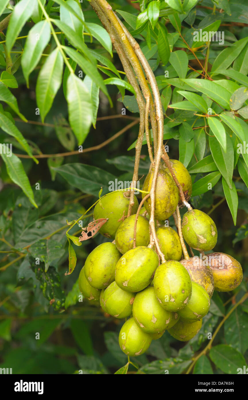 Organic green Olives on tree.Scientific name: Elaeocarpus hygrophilus Kurz Thai fruits. Stock Photo