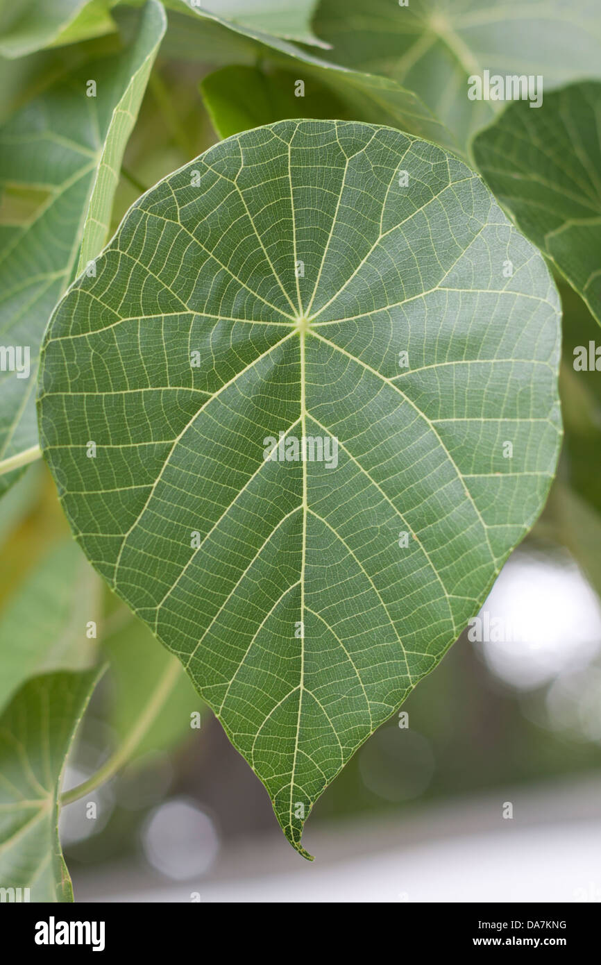 Vein Structure High Resolution Stock Photography and Images - Alamy