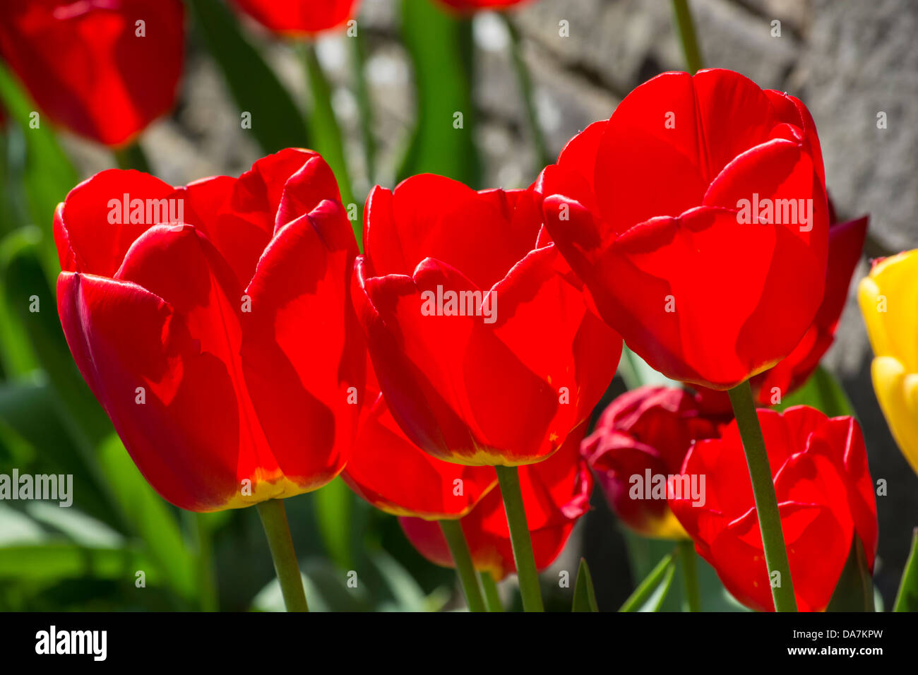 Three glorious red tulips in full bloom on a lovely sunny day Stock Photo