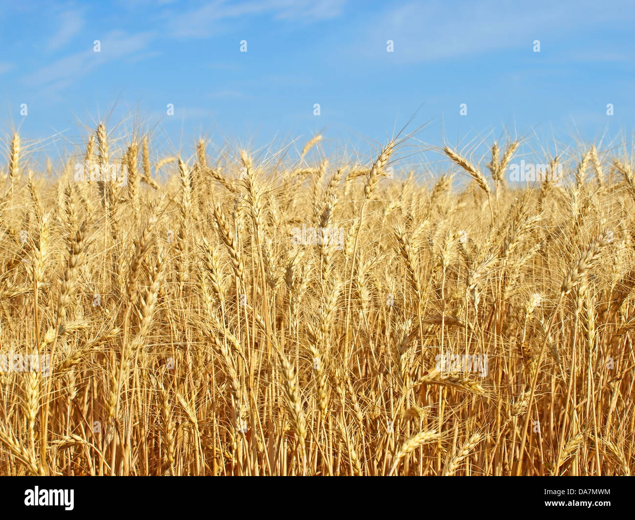Ripe wheat ears on a field against blue sky Stock Photo - Alamy