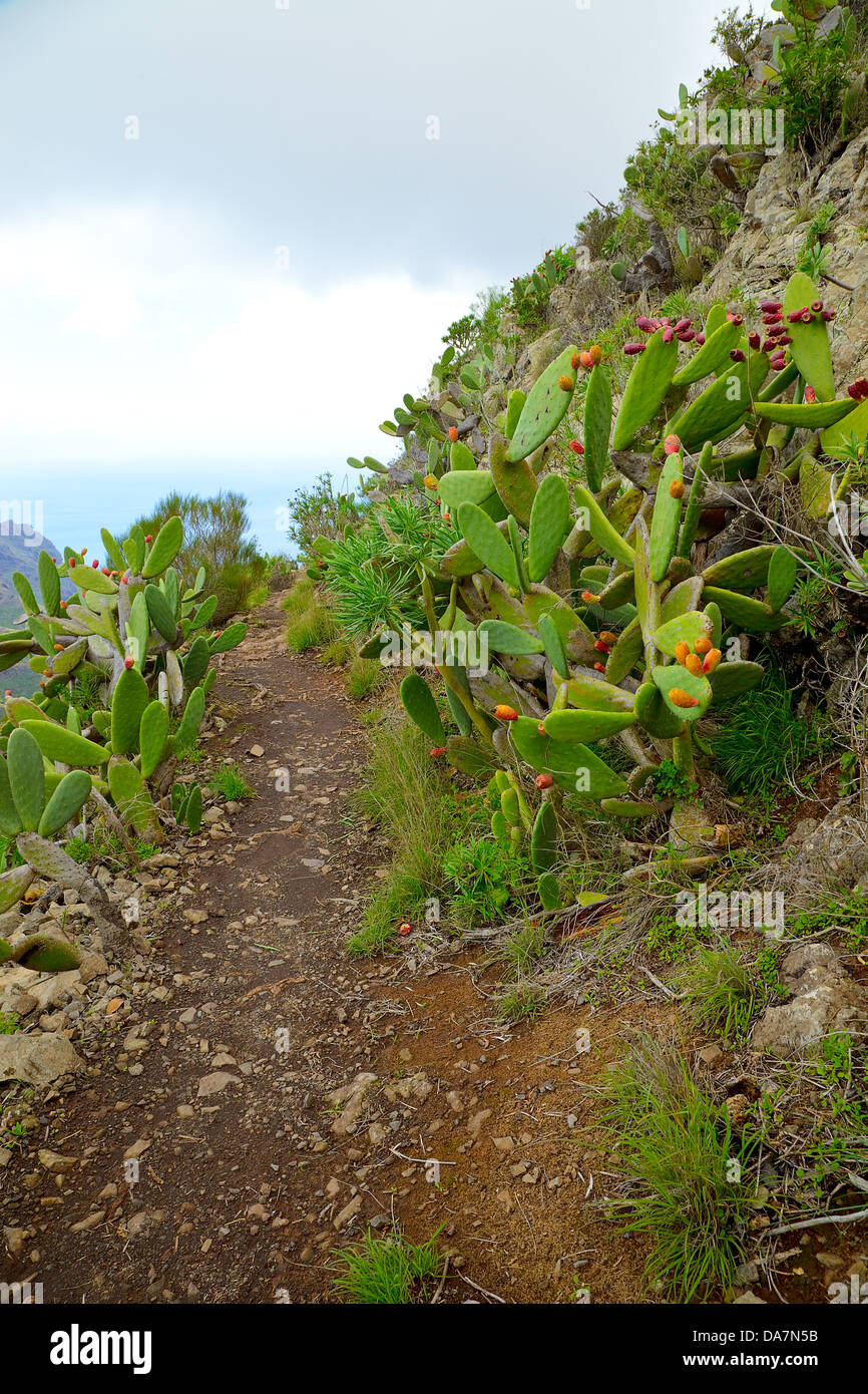 Mountain footpath on a Tenerife Stock Photo