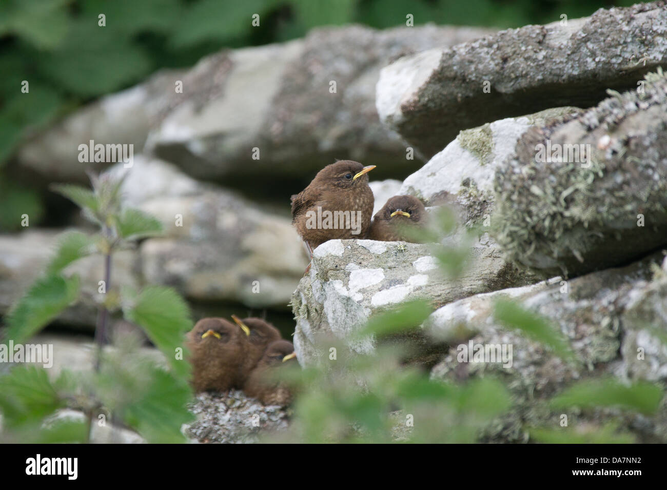 Shetland endemic wren fledglings waiting for a parent to find food to feed them Stock Photo