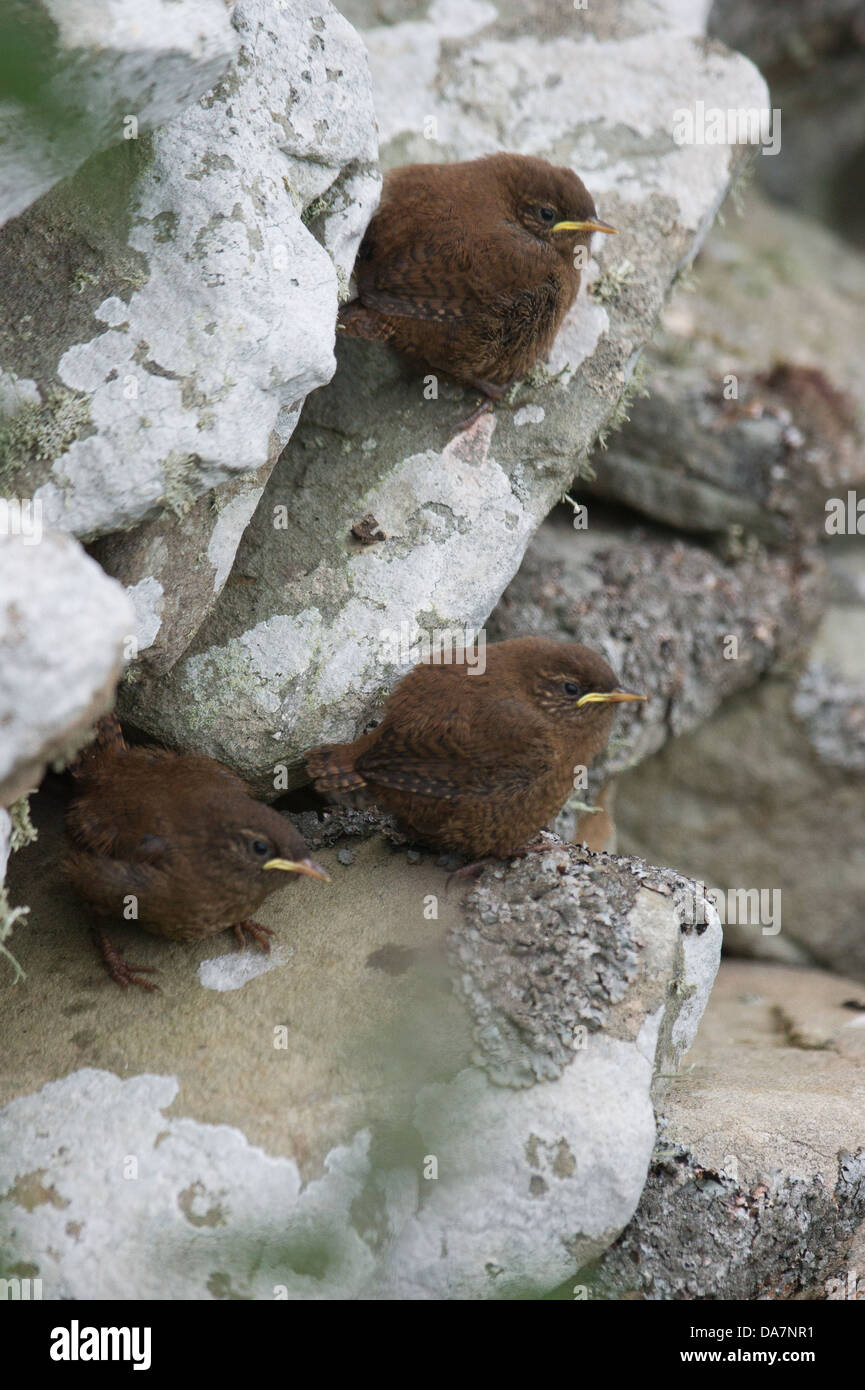 3 endemic Shetland wren fledglings waiting to be fed on a dry stone wall Stock Photo