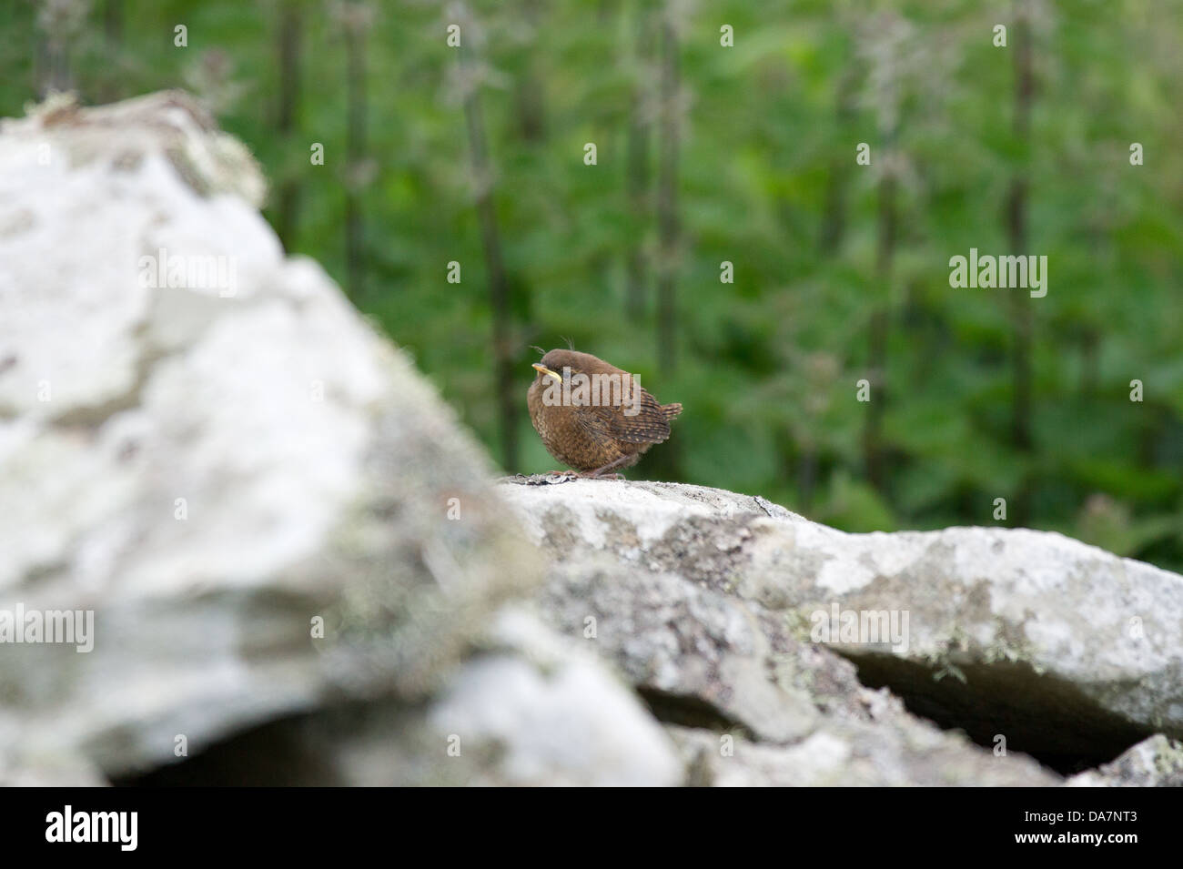 An endemic Shetland wren fledgling waiting to be fed on a dry stone wall. Stock Photo