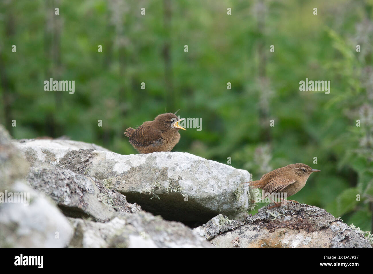 A endemic wren fledgling and parent on a dry stone wall Stock Photo