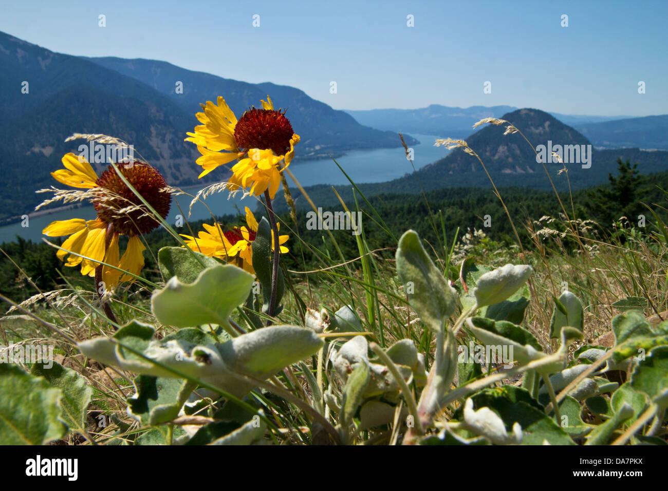 Fragile flowers in the wind on a mountaintop overlooking a river Stock Photo