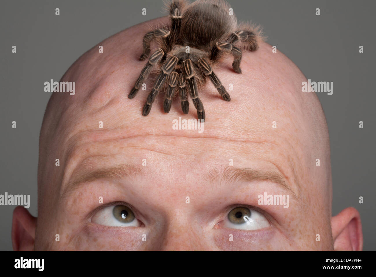 male, man, guy, male, guys, men, alone, solo, single, 1, one person, bald, hairless, balding, bald, headed, spider, tarantula Stock Photo