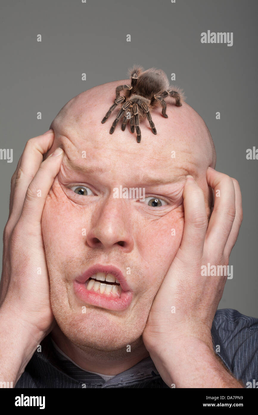 male, man, guy, male, guys, men, alone, solo, single, 1, one person, bald, hairless, balding, bald, headed, spider, tarantula Stock Photo