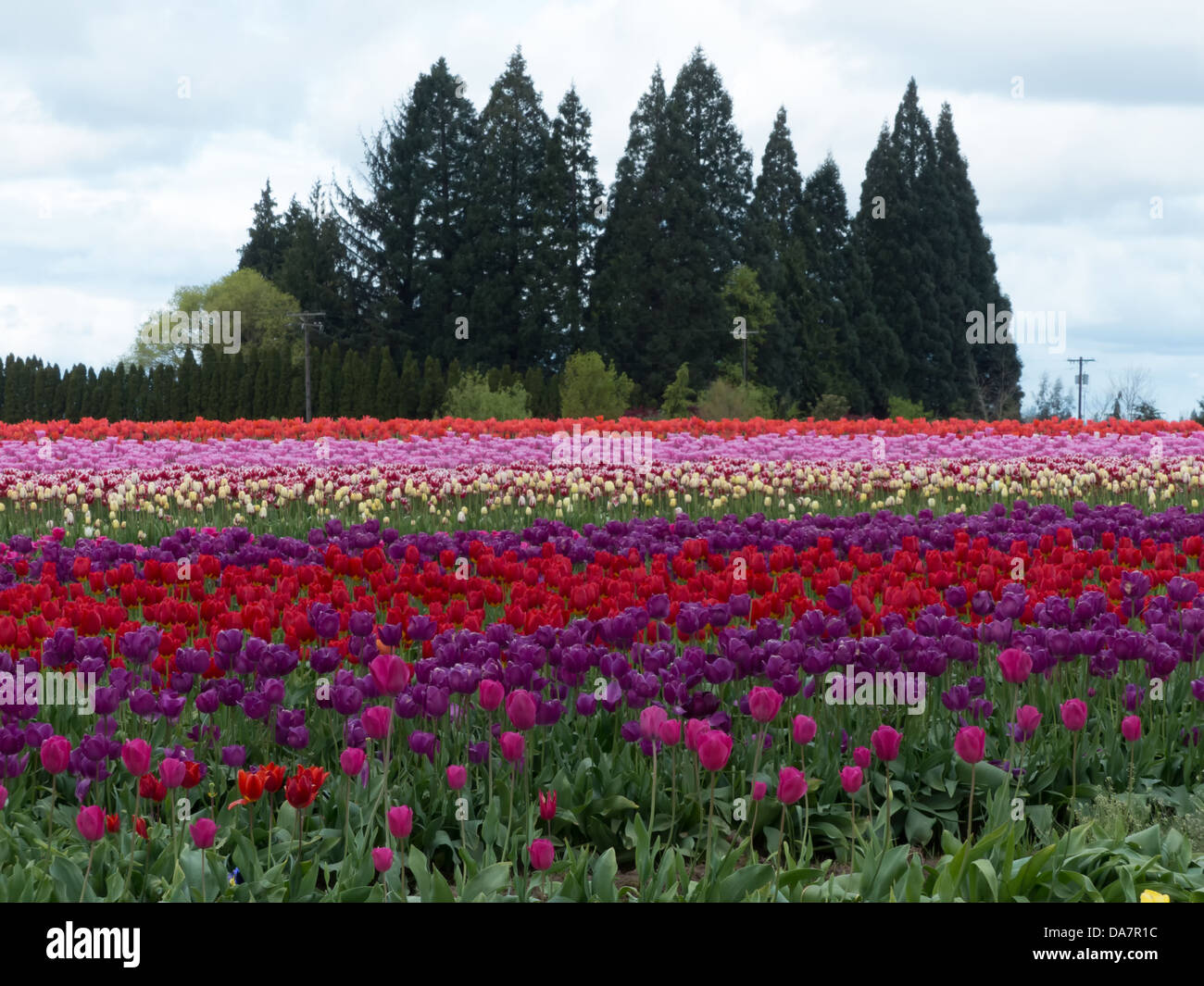 Rows of Tulips with a stand of trees in the background Stock Photo - Alamy