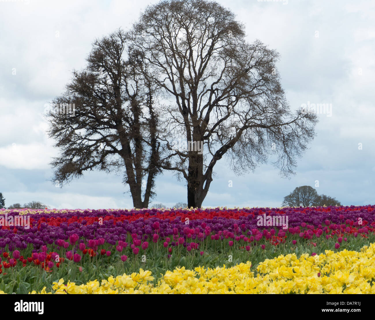 Captured at The Wooden Shoe Tulip Farm, Woodburn, Oregon, U.S.A Stock