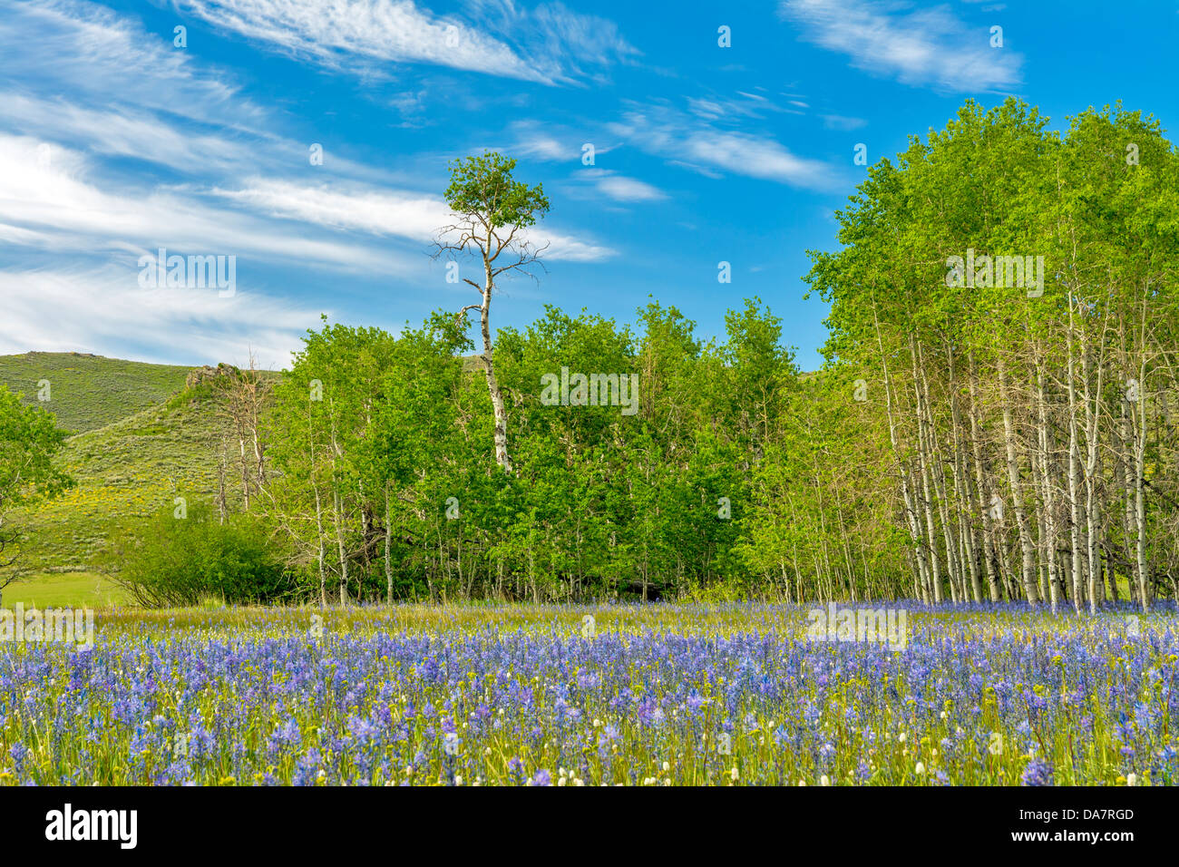 Wild blue flowers and Aspens Stock Photo - Alamy