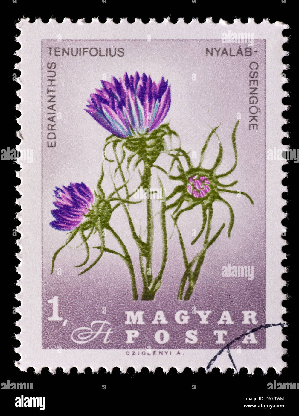 Postage stamp from Hungary depicting rock bells flowers (Edraianthus tenuifolius) Stock Photo