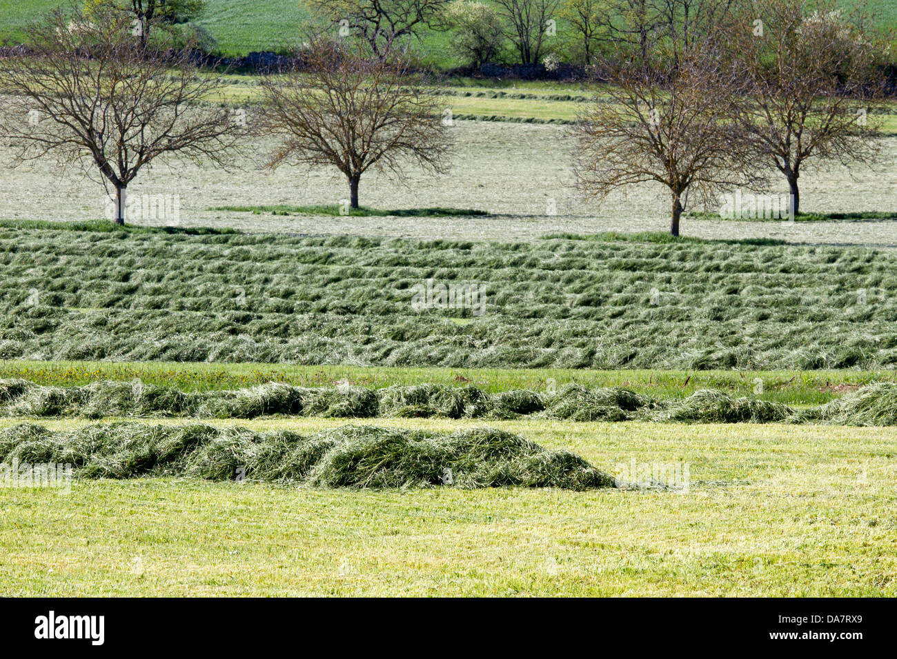 Grains being harvested on field hi-res stock photography and images - Alamy