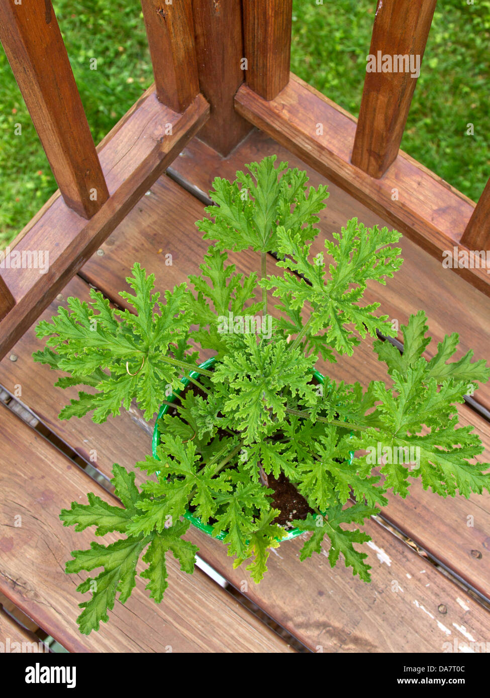 Looking down on a potted citronella mosquito plant outside on a deck