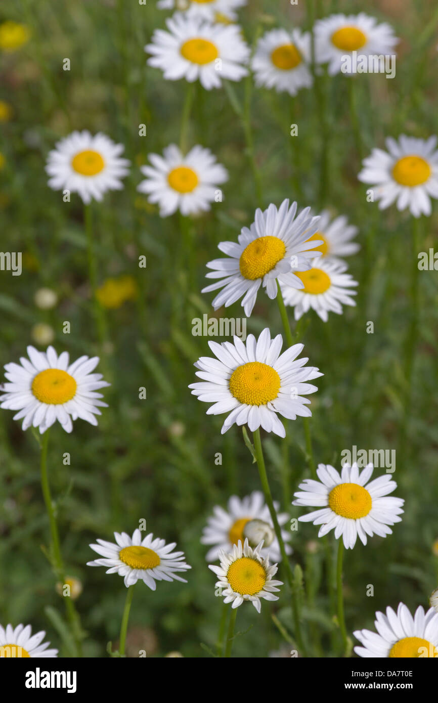 Colorful daisies, a symbol of innocence and purity, blooming brightly in a summer field Stock Photo