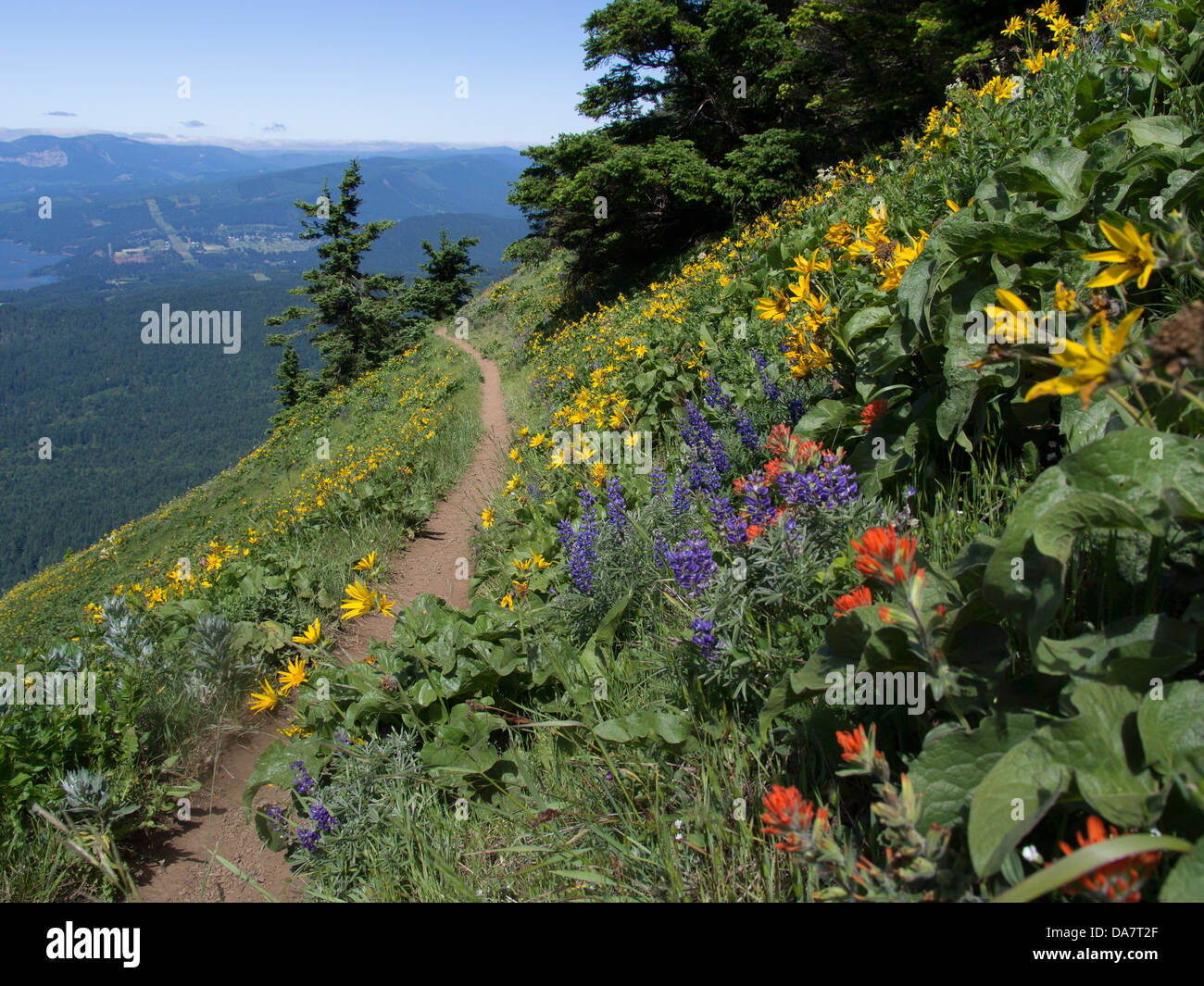 how do i get to dog mountain hike