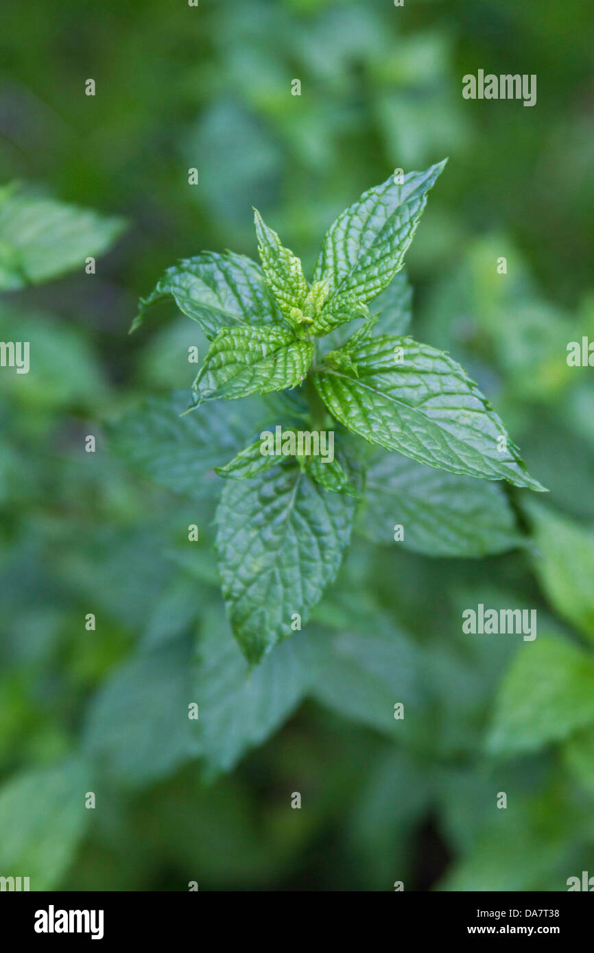 Close up of a spring of spearmint in an herb garden Stock Photo