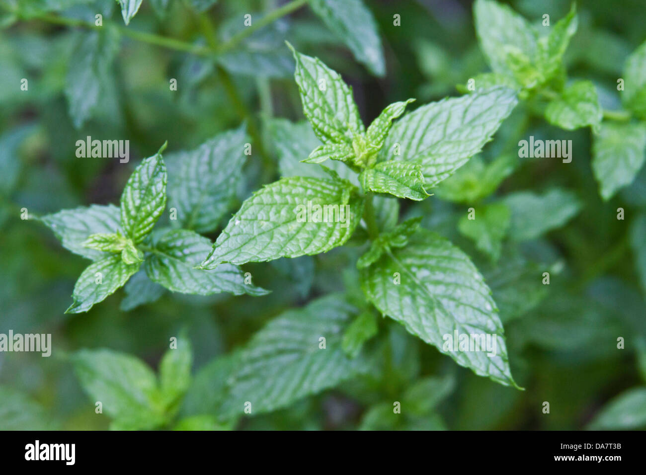 Close up of a branch of vibrant spearmint leaves Stock Photo