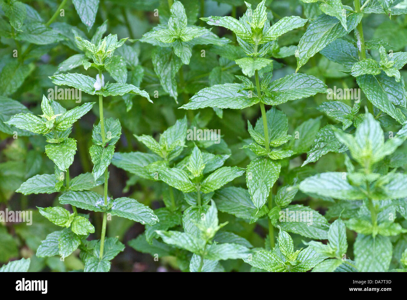 Close up of a patch of thriving spearmint plants Stock Photo