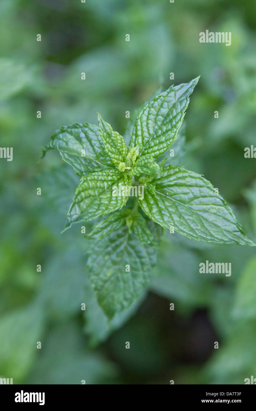 Close up of a reaching spig of growing spearmint Stock Photo