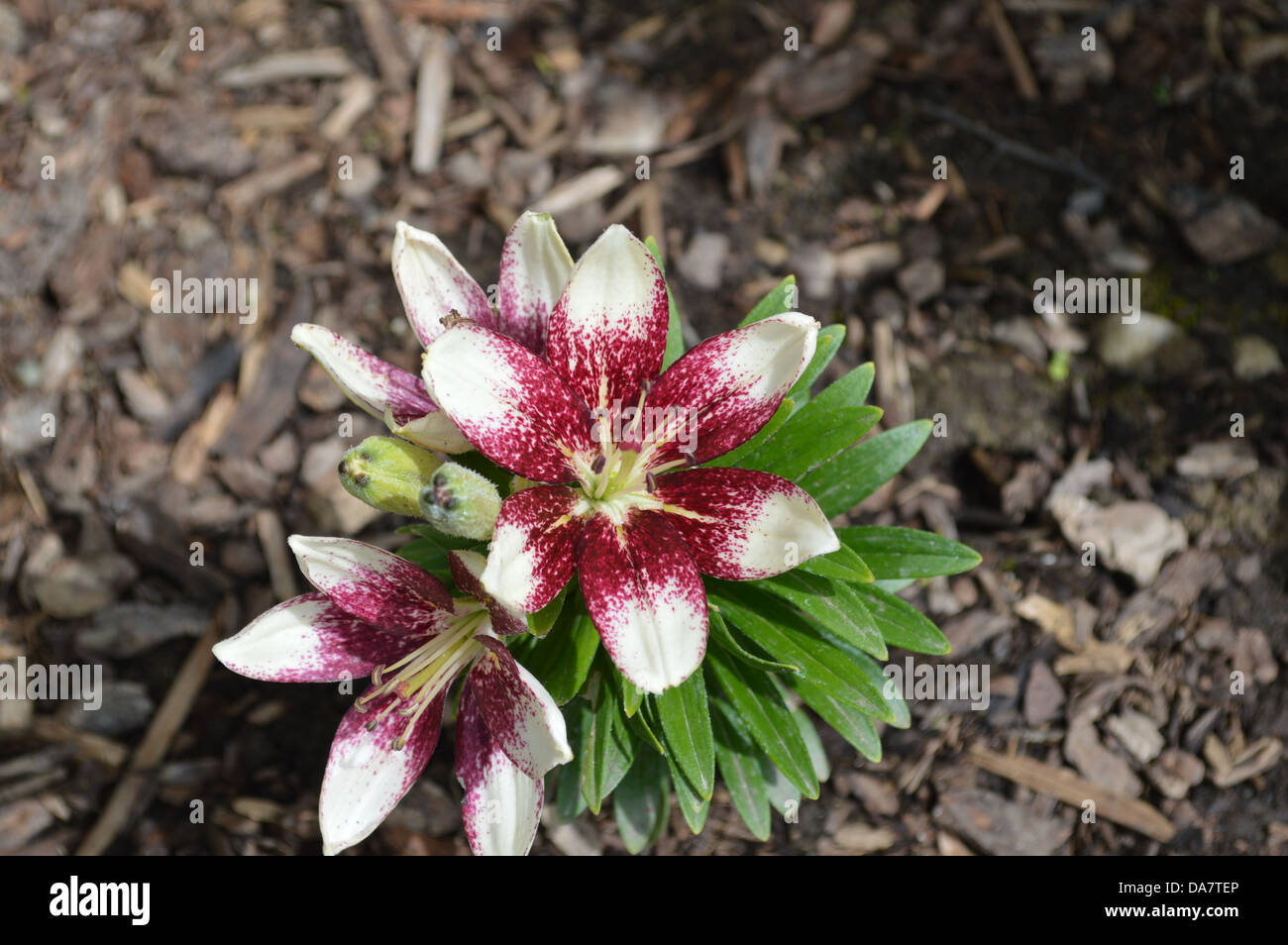 asiatic lily, flowers,lillies Stock Photo