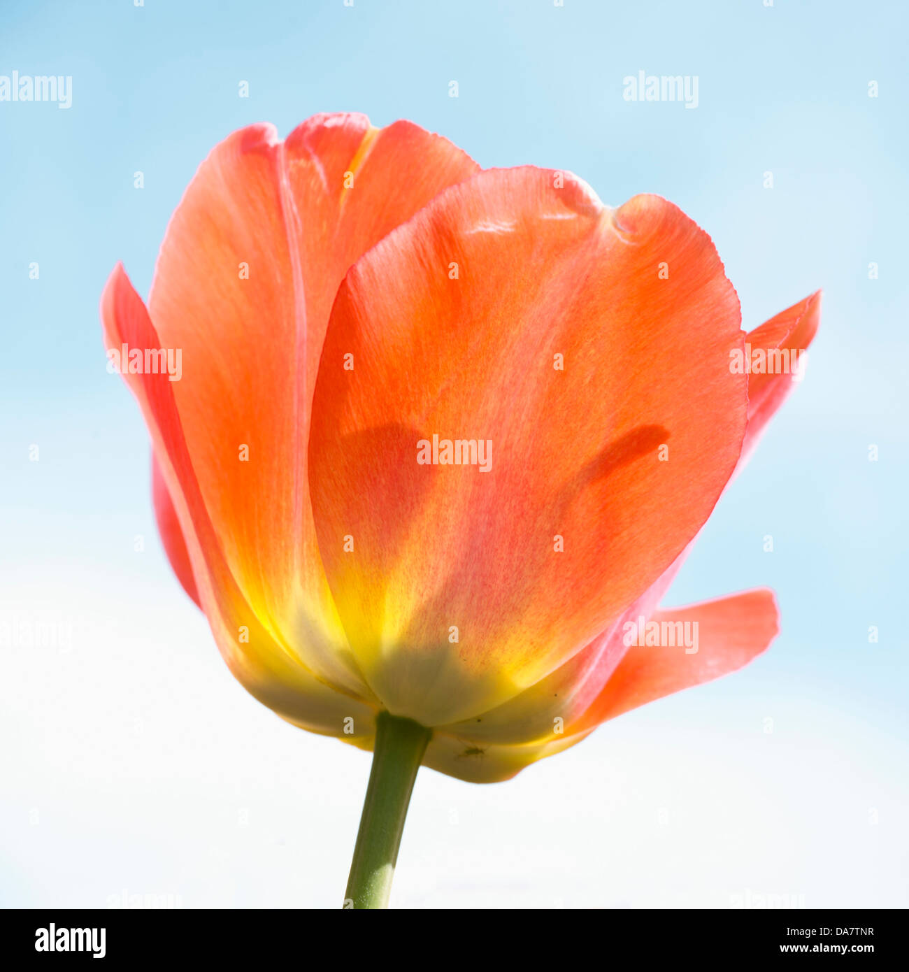 Vibrant orange tulip close-up photo against blue sky. Stock Photo