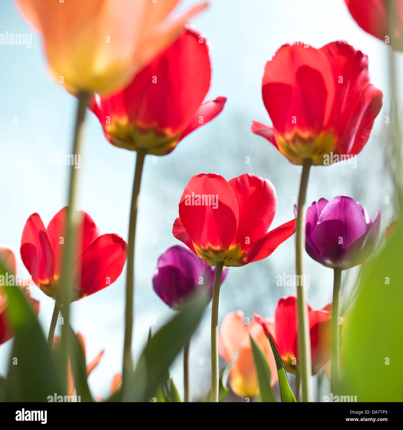 Colorful tulips blooming in the spring garden. This features flowers in orange, red and purple against a blue sky. Stock Photo
