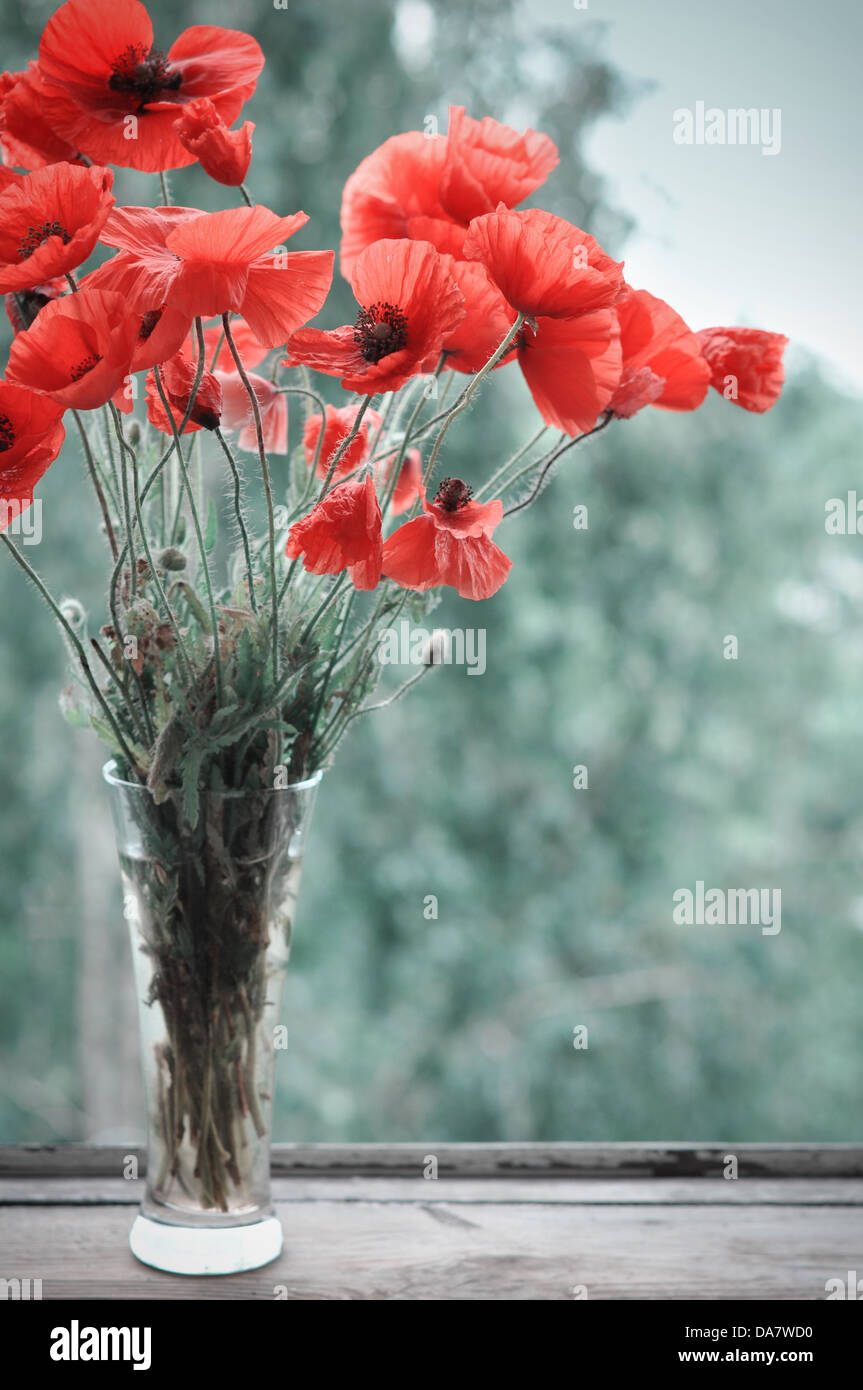 bouquet of poppies in glass vase on windowsill Stock Photo - Alamy
